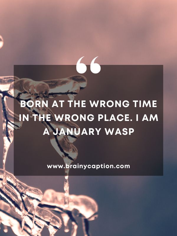 Quote Of The Day January 16- Born at the wrong time in the wrong place. I am a January wasp