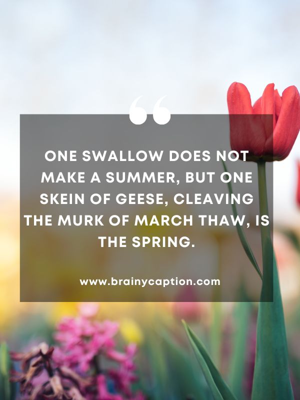 Quote Of The Day March 27- One swallow does not make a summer, but one skein of geese, cleaving the murk of March thaw, is the spring.