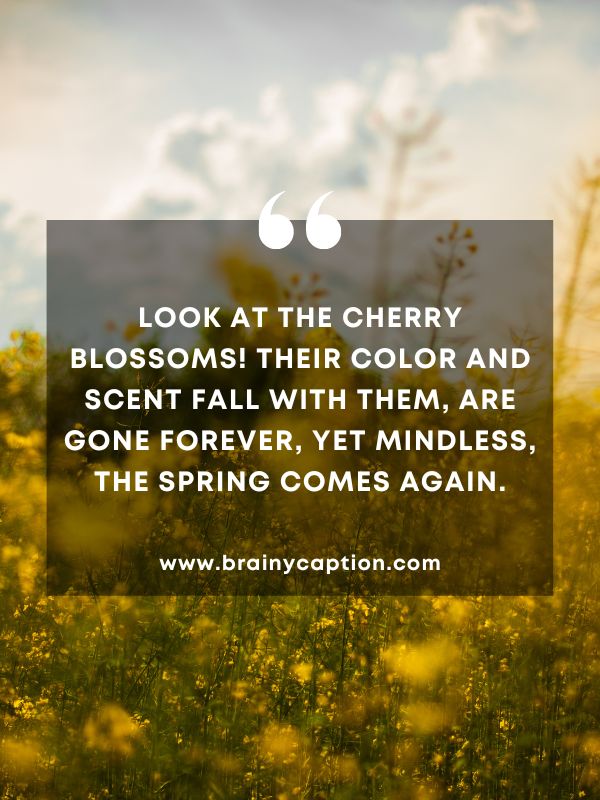 Thought Of The Day March 17- Look at the cherry blossoms! Their color and scent fall with them, Are gone forever, Yet mindless, The spring comes again.