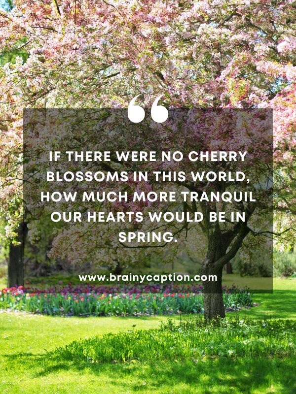 Thought Of The Day March 19- If there were no cherry blossoms in this world, how much more tranquil our hearts would be in spring.