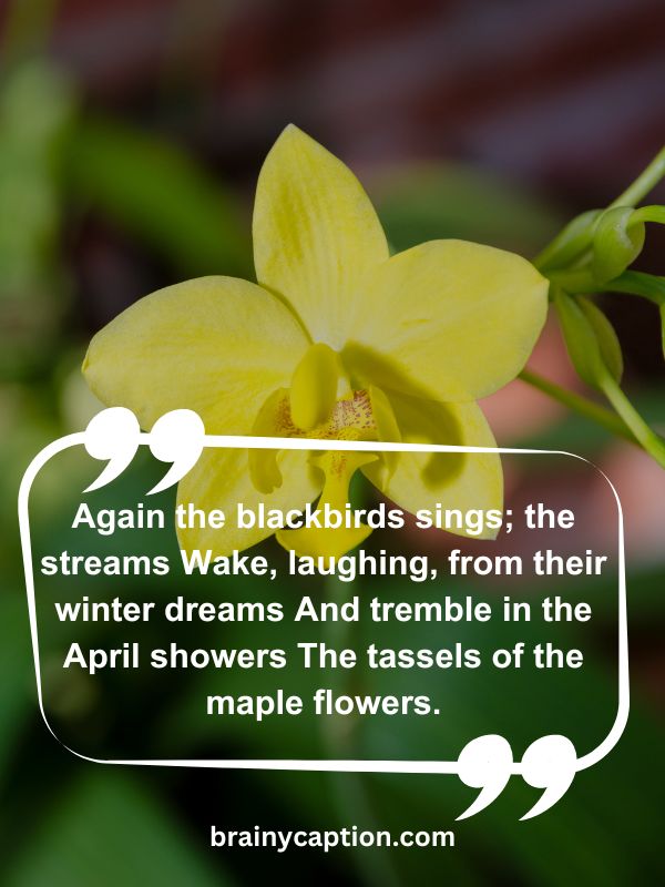 Thought Of The Day April 3- Again the blackbirds sings; the streams Wake, laughing, from their winter dreams And tremble in the April showers The tassels of the maple flowers.